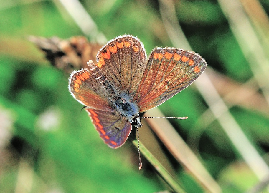 Lycaenidae logoro con strani riflessi